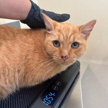 Walter -  Domestic Short Hair Cat for Adoption in Pasadena, California - Walter | PetCurious