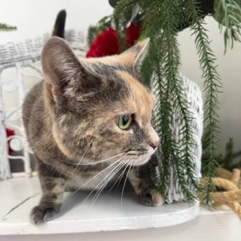 Domestic Short Hair Cats Available for Adoption - Cornbread 8085 | PetCurious