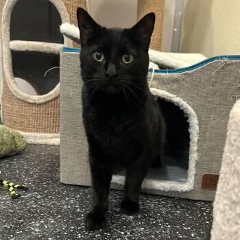 Domestic Short Hair Cats Available for Adoption in Waltham, Massachusetts - Eden & Eloise | PetCurious