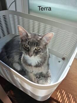 Terra -  Tabby Cat for Adoption in Wyandotte, Michigan - Terra | PetCurious