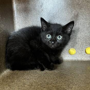 Thing 3 -  Domestic Short Hair Cat Available for Adoption in Abilene, Texas - Thing 3 | PetCurious