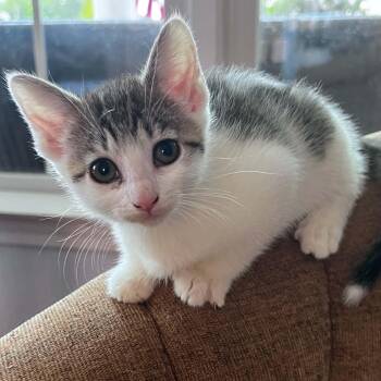 Pineapple -  American Shorthair Cat for Adoption in Bethel, Connecticut - Pineapple | PetCurious