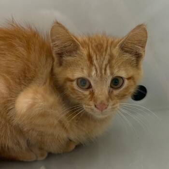 Cosmo 3877 -  Domestic Short Hair Cat for Adoption in Columbus, Georgia - Cosmo 3877 | PetCurious