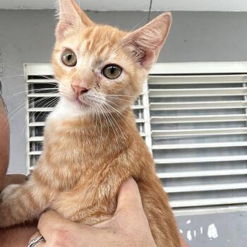 Rescue Tabby Cats for Adoption in Humacao, Humacao - Ford (JR) | PetCurious