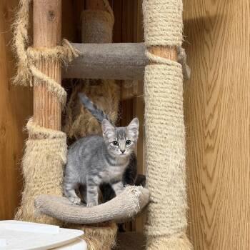 Jasmine -  Domestic Short Hair Cat for Adoption in Kent, Washington - Jasmine | PetCurious