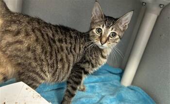 NORA -  Domestic Short Hair Cat for Adoption in Dallas, Texas - NORA | PetCurious