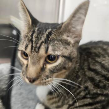 HIckory -  Domestic Short Hair Cat for Adoption in Grantsville, Utah - HIckory | PetCurious