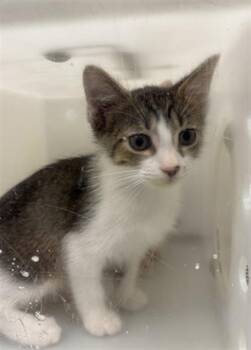 SOBA -  Domestic Short Hair Cat for Adoption in Indianapolis, Indiana - SOBA | PetCurious