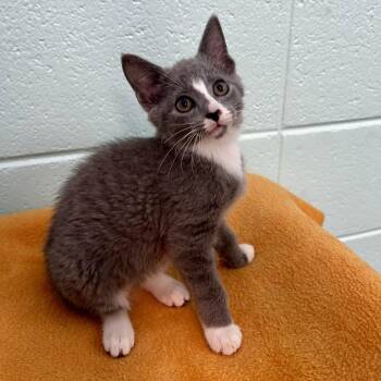 Doris -  Domestic Short Hair and Mixed Breed Cat for Adoption in Spruce Pine, North Carolina - Doris | PetCurious