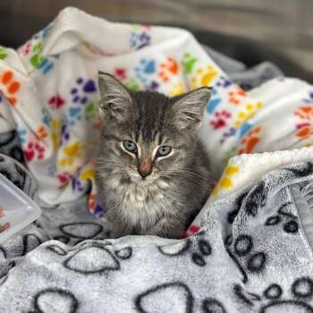 Rescue Domestic Short Hair Cats for Adoption in Charlotte, North Carolina - Mobi | PetCurious