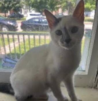 Schmitten -  Domestic Short Hair Cat for Adoption in Cincinnati, Ohio - Schmitten | PetCurious