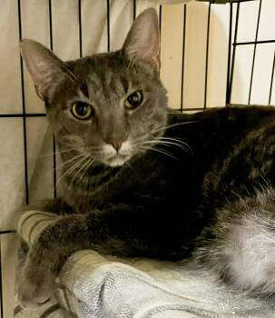 Empire State -  Domestic Short Hair Cat for Adoption in Loveland, Ohio - Empire State | PetCurious