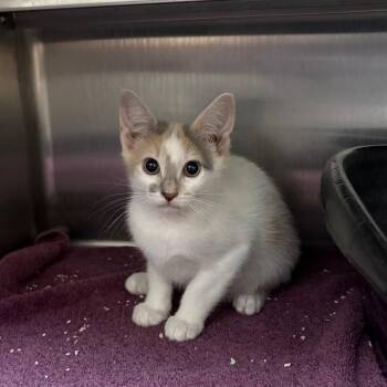 Domestic Short Hair Cats Available for Adoption in Middleburg, Florida - Acetylene 28589 | PetCurious