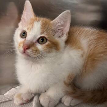 Domestic Short Hair Cats Available for Adoption in Belleville, Illinois - Prince Eric | PetCurious