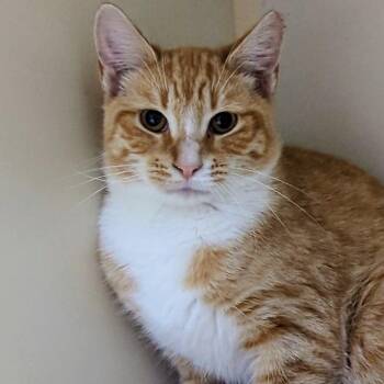Rescue Domestic Short Hair Cats for Adoption in West Jefferson, Ohio - Finley | PetCurious