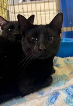Rescue Domestic Short Hair Cats for Adoption in Danielsville, Georgia - James | PetCurious