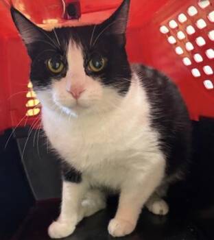 Domestic Short Hair Cats Available for Adoption in West Chester, Pennsylvania - Alena | PetCurious