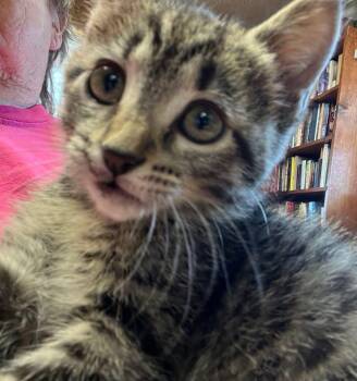 Rescue Domestic Short Hair Cats for Adoption in Manhattan, Kansas - Cuddles | PetCurious