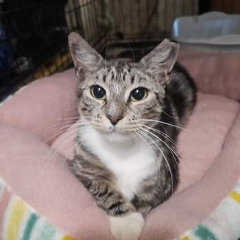 Domestic Short Hair Cats Available for Adoption in Buffalo, New York - Lexi | PetCurious