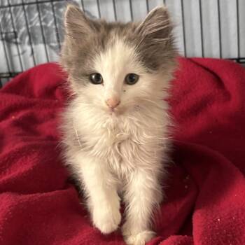 Owl (blue) -  Domestic Medium Hair Cat for Adoption in Sunnyvale, California - Owl (blue) | PetCurious