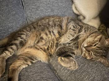 Domestic Short Hair and Tabby Cats Available for Adoption - Tooncy Kitty - Sweet Senior | PetCurious