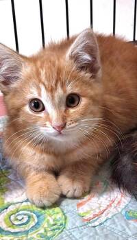 Sonny -  Domestic Medium Hair Cat for Adoption in Westfield, New York - Sonny | PetCurious
