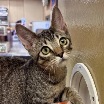 Lucy -  Domestic Short Hair Cat for Adoption in Sonora, California - Lucy | PetCurious