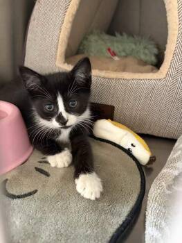 Rupee -  Domestic Short Hair and Tuxedo Cat for Adoption in Greensboro, North Carolina - Rupee | PetCurious