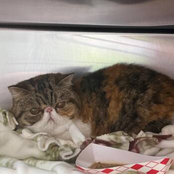 Marley -  Exotic Shorthair Cat for Adoption in Kennebunk, Maine - Marley | PetCurious