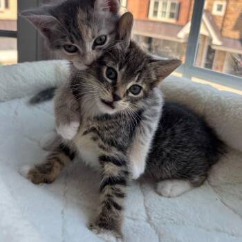 Domestic Short Hair Cats Available for Adoption - Junimo | PetCurious