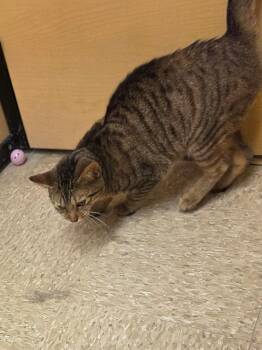 Domestic Short Hair Cats Available for Adoption in Randolph, Alabama - Julie | PetCurious