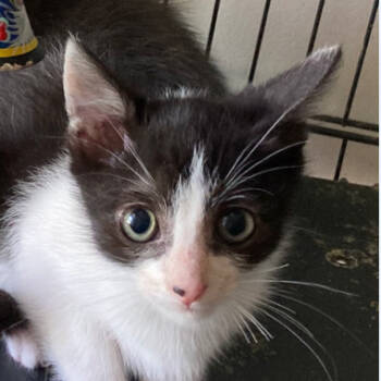 Rescue Domestic Short Hair Cats for Adoption in Merrifield, Virginia - Domino SPCA Pitt | PetCurious