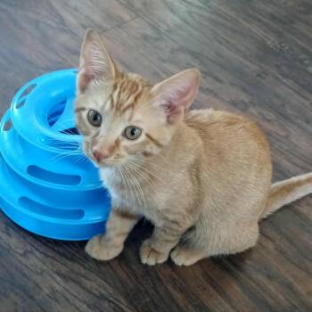 Rescue Domestic Short Hair Cats for Adoption in Lyle, Minnesota - Charie | PetCurious