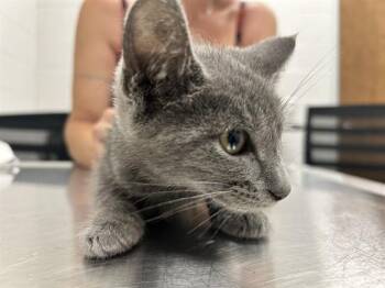 ASHER -  Domestic Short Hair Cat for Adoption in Ocala, Florida - ASHER | PetCurious