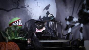 Rescue Bombay and Domestic Short Hair Cats for Adoption in Lucas, Texas - Poppy | PetCurious