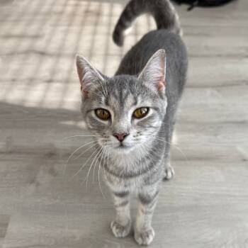 Rescue Domestic Short Hair Cats for Adoption in Fairfax Station, Virginia - Tulip | PetCurious
