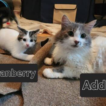 Adzuki "Addie" -  Domestic Medium Hair Cat for Adoption in Seven Valleys, Pennsylvania - Adzuki "Addie" | PetCurious