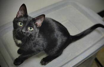 Domestic Short Hair Cats Available for Adoption in Cary, North Carolina - Glitch | PetCurious