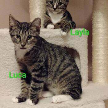 Luca -  Domestic Short Hair Cat for Adoption in Seven Valleys, Pennsylvania - Luca | PetCurious