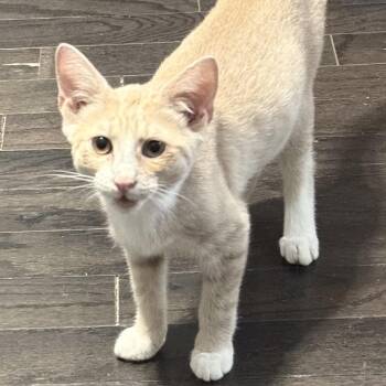 Mango Tango -  Domestic Short Hair Cat for Adoption in Jarrettsville, Maryland - Mango Tango | PetCurious