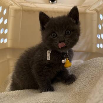 Domestic Short Hair Cats Available for Adoption in Goleta, California - Duckie | PetCurious