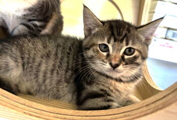 Rescue Tabby and Domestic Short Hair Cats for Adoption in Vacaville, California - Shamrock | PetCurious