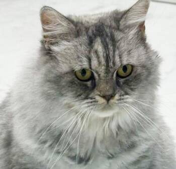 British Shorthair and Scottish Fold Cats Available for Adoption in Bedford Hills, New York - Cherry Is A Sweet Treat For All!  Chonky Lover Girl!  VIDEO!  EM | PetCurious