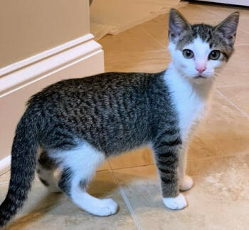 Rescue Domestic Short Hair Cats for Adoption in Chapel Hill, North Carolina - Santana | PetCurious