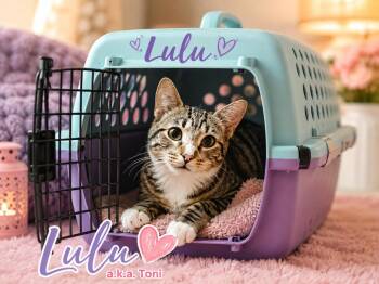 Lulu -  Domestic Short Hair and Tabby Cat for Adoption in St. Augustine, Florida - Lulu | PetCurious