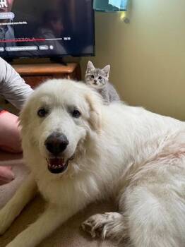 Thing 1 -  Domestic Short Hair Cat for Adoption in Columbus, Indiana - Thing 1 | PetCurious