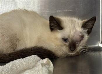 BUDDY -  Domestic Short Hair Cat for Adoption in Aliquippa, Pennsylvania - BUDDY | PetCurious