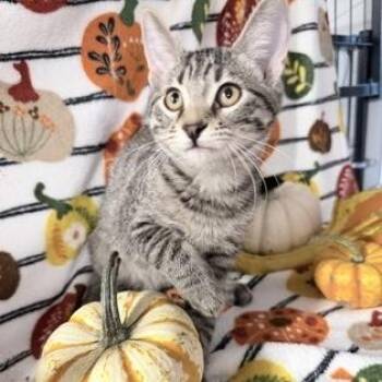 Maverick -  Domestic Short Hair Cat for Adoption in Rochester, Minnesota - Maverick | PetCurious