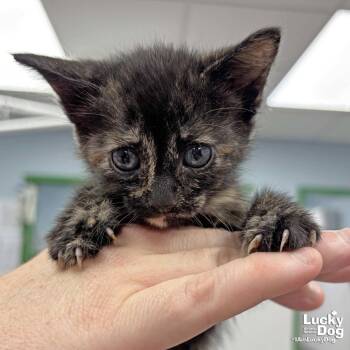 Wendie -  Domestic Short Hair Cat Available for Adoption in Washington, District Of Columbia - Wendie | PetCurious