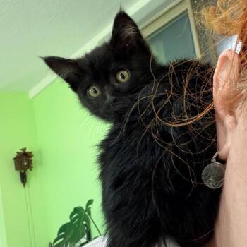 Brimstone Beck -  Domestic Short Hair Cat for Adoption in Eagle Mountain, Utah - Brimstone Beck | PetCurious